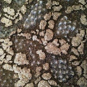 Planet Embroidery